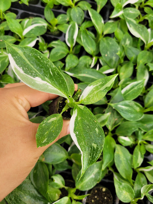 Baby Plant/4" Philodendron White Wizard