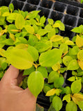 2" Baby Plant  Philodendron Golden Melinonii "RARE"