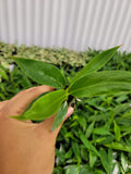 4"/6"  Philodendron Narrow Scape/Jungle Boogie
