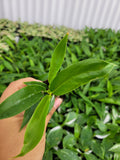 4"/6"  Philodendron Narrow Scape/Jungle Boogie