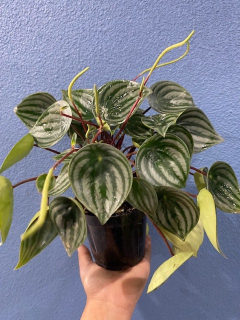 4" Peperomia Watermelon
