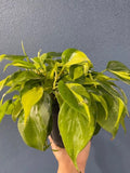 4"/6" Philodendron Brasil