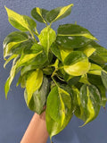 4"/6" Philodendron Brasil