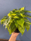 4"/6" Philodendron Brasil