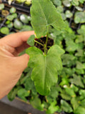 Baby Plant/4" Alocasia Brancifolia (Pink Passion)