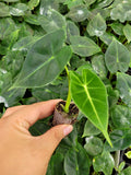 Baby Plant/4"/6" Alocasia Frydek