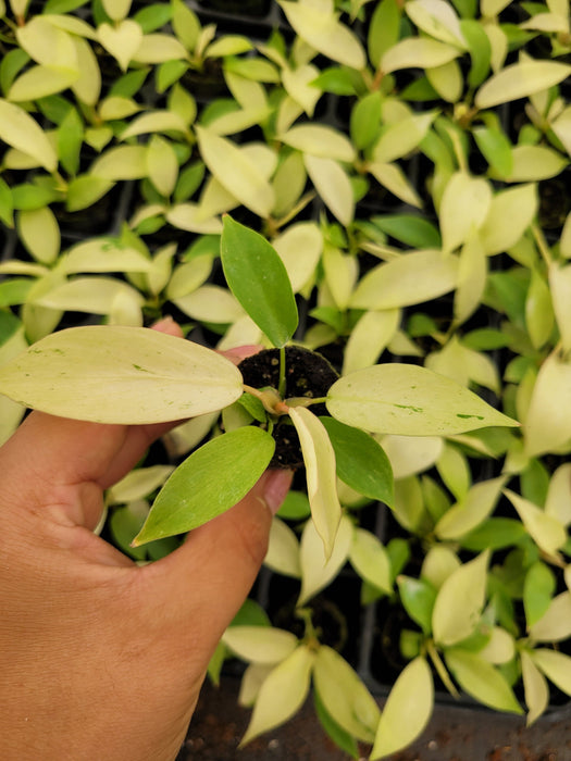Baby Philodendron Snowdrift