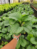 4"/6" Calathea Orbifolia (Watermelon)