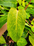 Baby/4" Philodendron Painted Lady