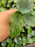 Baby plant/4"/6" Alocasia Sinuata (Mirror face) *RARE COLLECTIBLES*