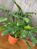 4"/6" Philodendron Xanadu