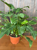 4"/6" Philodendron Xanadu
