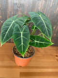 Baby Plant/4"/6" Alocasia Frydek