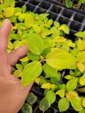 2" Baby Plant  Philodendron Golden Melinonii "RARE"