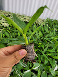 4"/6"  Philodendron Narrow Scape/Jungle Boogie