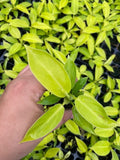 Beby Plant/4" Philodendron Moonlight