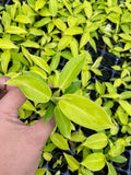 Beby Plant/4" Philodendron Moonlight