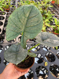 4" Alocasia Bisma