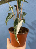 4" Alocasia Bambino Variegated 1 : Millions >>>> *RARE COLLECTIBLES*