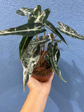 4" Alocasia Bambino Variegated 1 : Millions >>>> *RARE COLLECTIBLES*