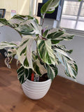 4"/6" Calathea Stella