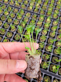 2" Baby Plant (1qty) Syngonium Godzilla