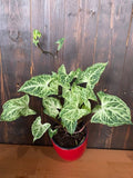 Baby Plant/4" Syngonium "Batik"