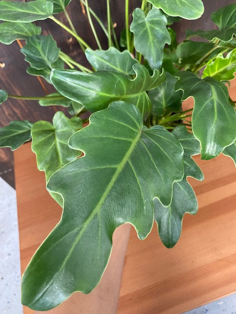4"/6" Philodendron Xanadu