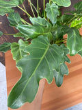 4"/6" Philodendron Xanadu