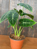 Baby Plant/4"/6" Alocasia Frydek