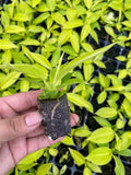 Beby Plant/4" Philodendron Moonlight