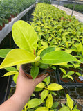 Beby Plant/4" Philodendron Moonlight