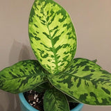 4" Homalonema Hoalisi/Camouflage