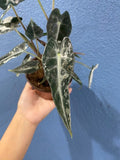 4" Alocasia Bambino Variegated 1 : Millions >>>> *RARE COLLECTIBLES*