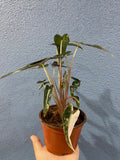 4" Alocasia Bambino Variegated 1 : Millions >>>> *RARE COLLECTIBLES*