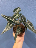 4" Alocasia Bambino Variegated 1 : Millions >>>> *RARE COLLECTIBLES*