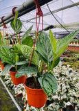 4"/6"/Cuttings Monstera Peru *RARE FIND*