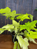 Baby plant/4"/6" Philodendron Warsewiczii Aurea