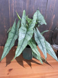 6" Alocasia Heterophylla (Dragons Breath)