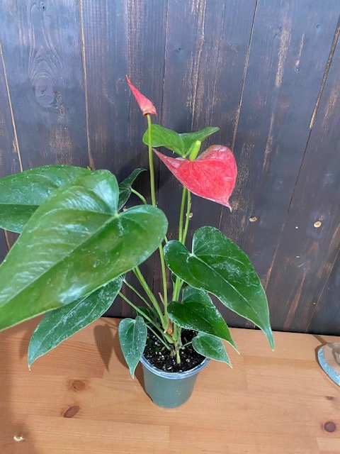 4" Anthurium Bambino Red