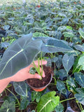 Baby Plant/4"/6" Alocasia Frydek