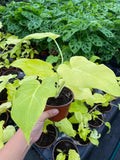Baby plant/4"/6" Philodendron Warsewiczii Aurea