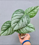 Baby Philodendron Sodiroi