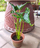 4" Alocasia "Triangularis"
