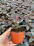 4"/6" Ficus Ruby Variegated