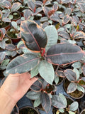 4"/6" Ficus Ruby Variegated