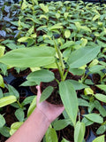 Baby Plant/4" Philodendron Bipennifolium Aurea