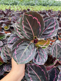 4" Calathea Rosceapicta "Dottie"