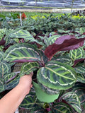 4" Calathea Rosceapicta Ilustris