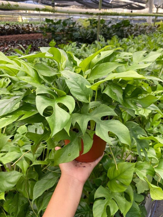 4" Monstera Minima "Tetrasperma"